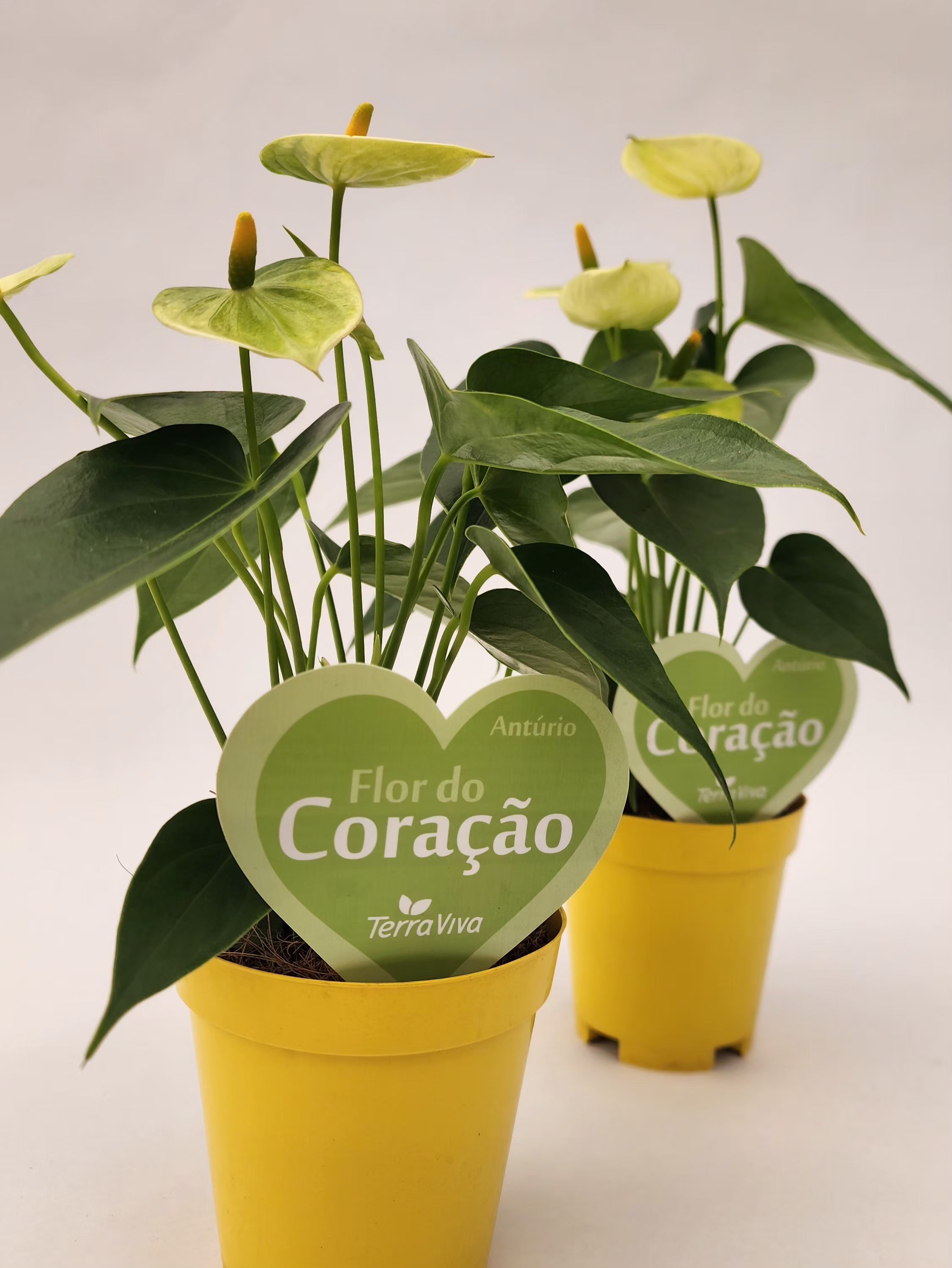 ANTÚRIO VANILLA MINI P09