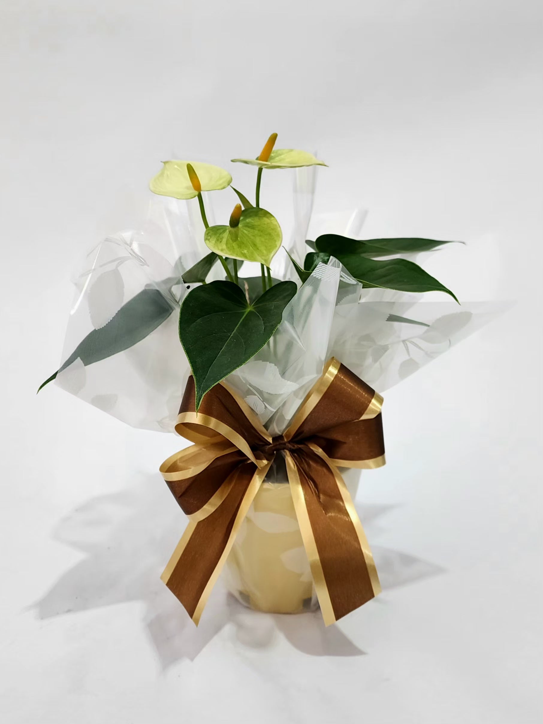 ANTÚRIO VANILLA MINI P09