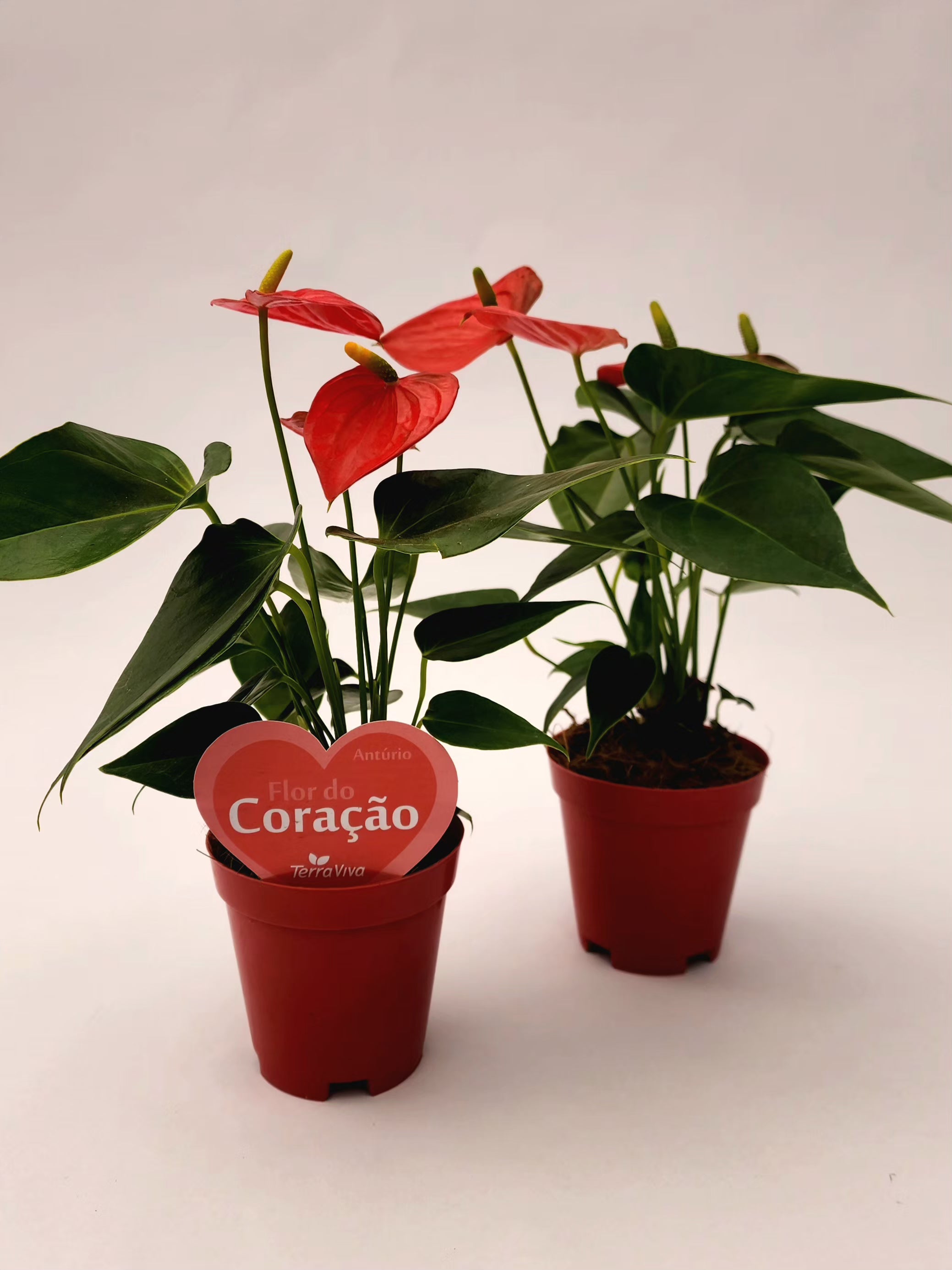 ANTÚRIO VERMELHO MINI P09