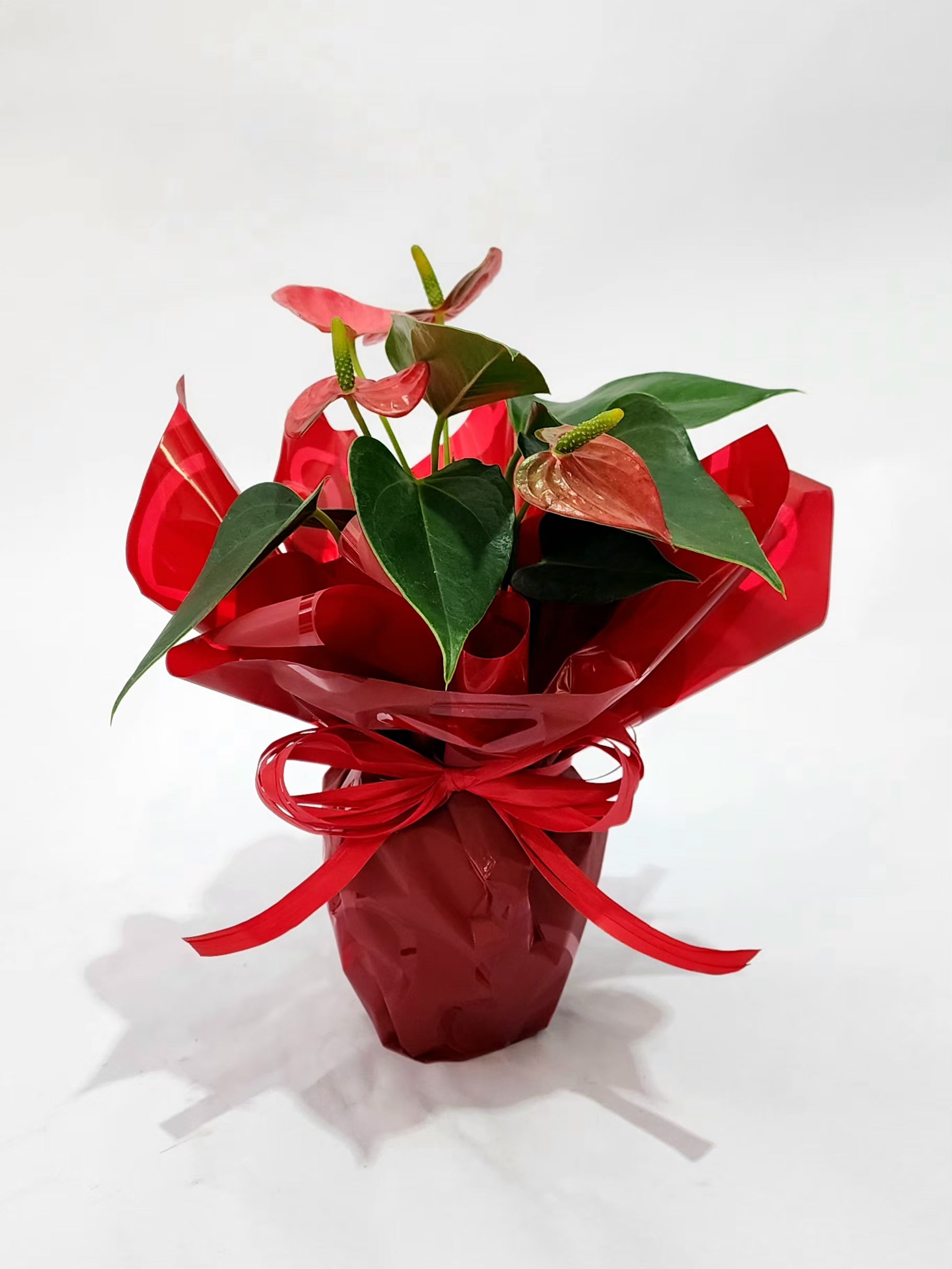 ANTÚRIO VERMELHO MINI P09