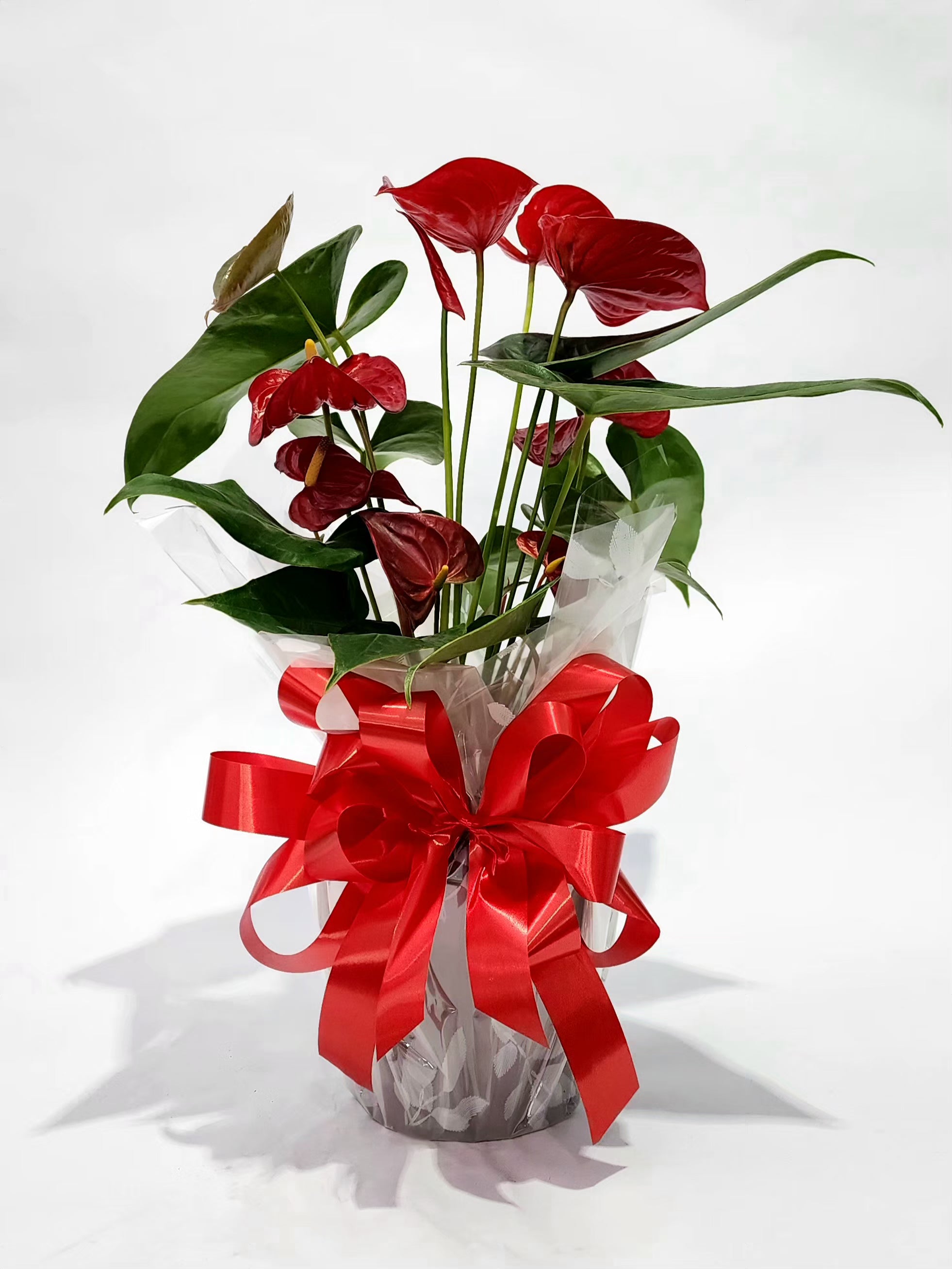 ANTÚRIO VERMELHO P17