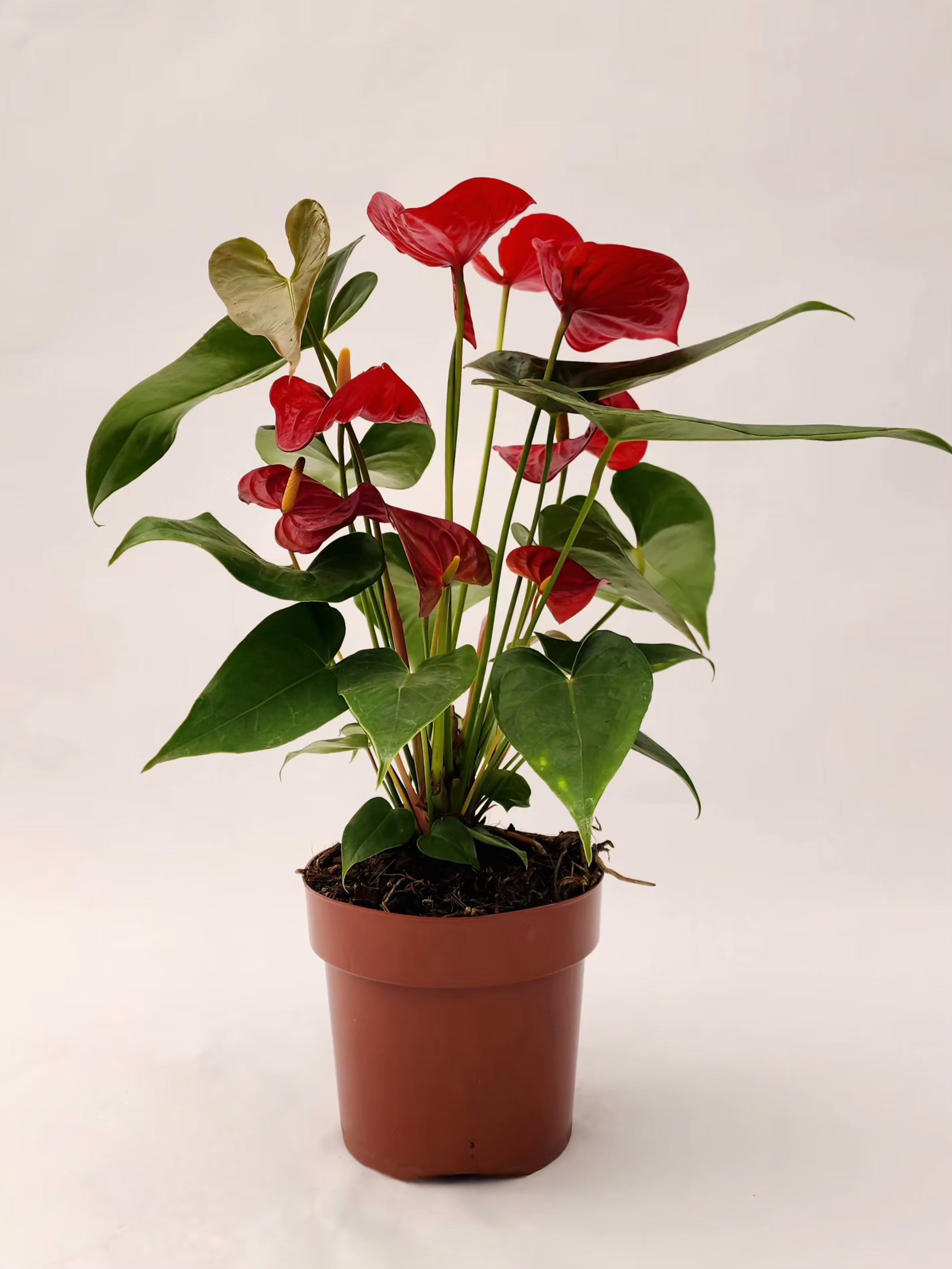 ANTÚRIO VERMELHO P17