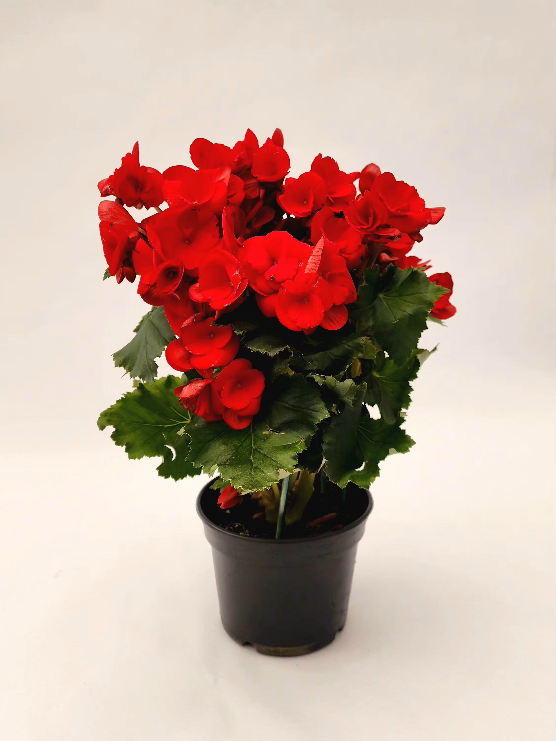 BEGÔNIA VERMELHA P15