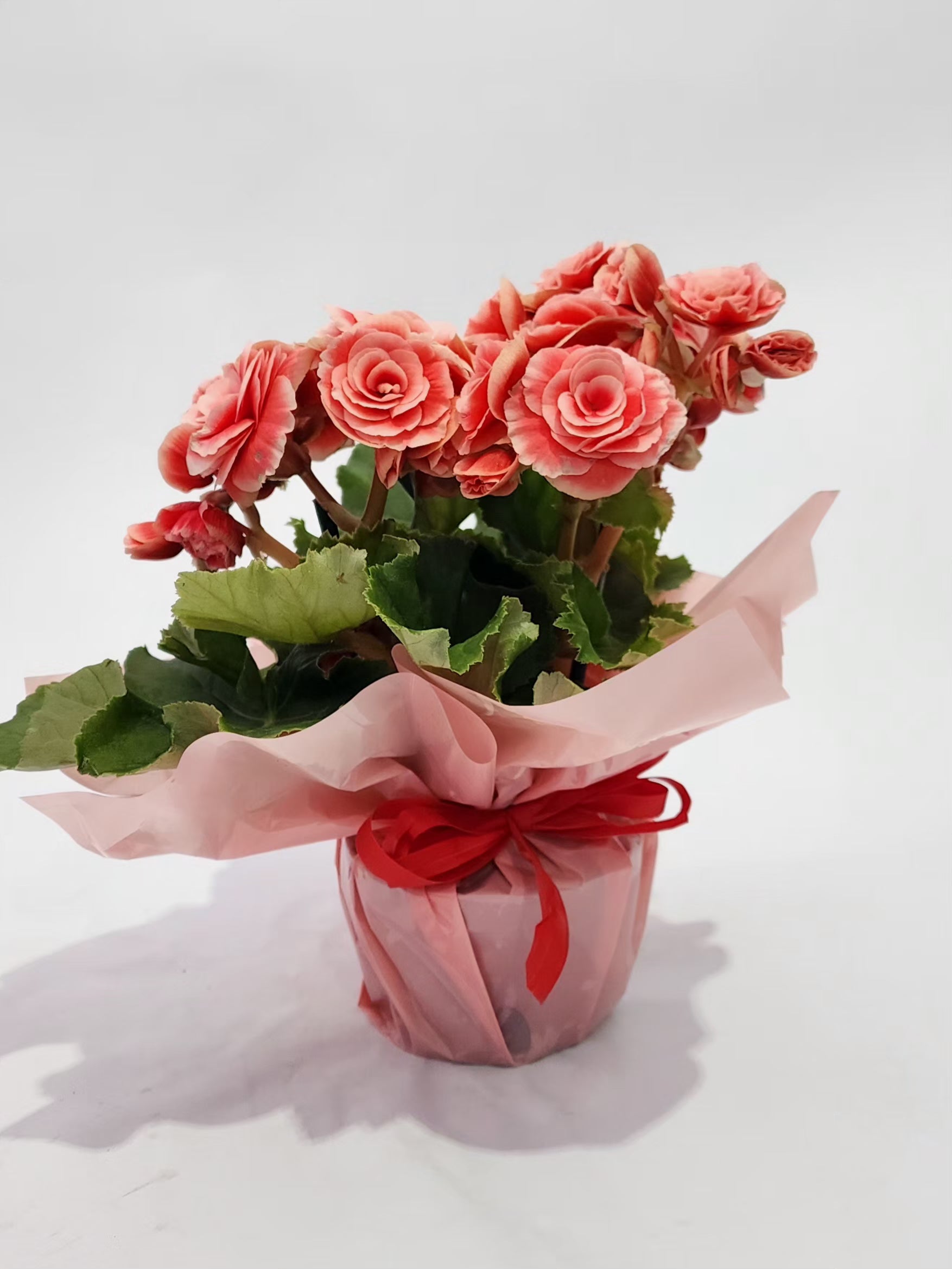 BEGÔNIA MINI P1124,99