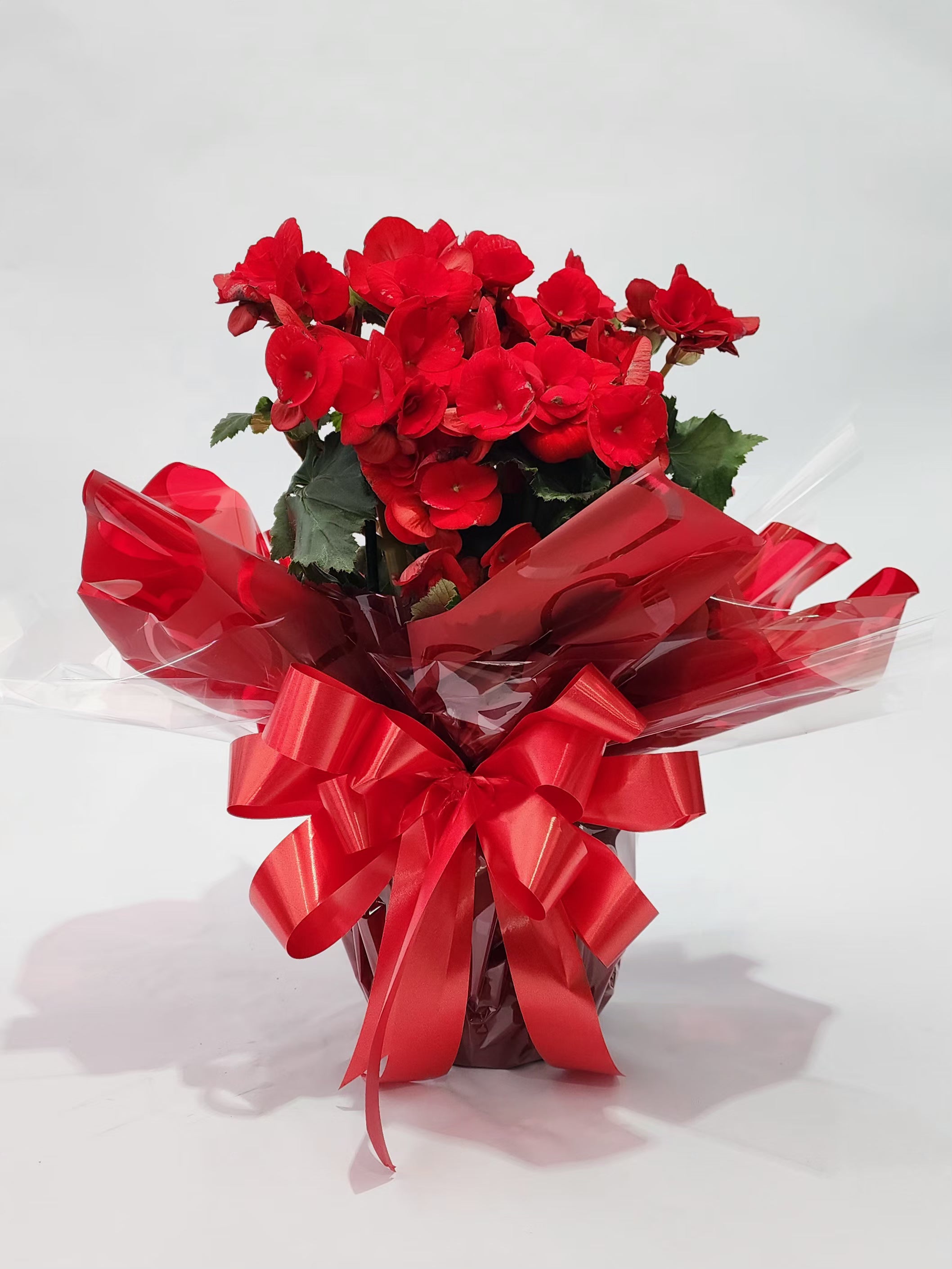 BEGÔNIA VERMELHA P15