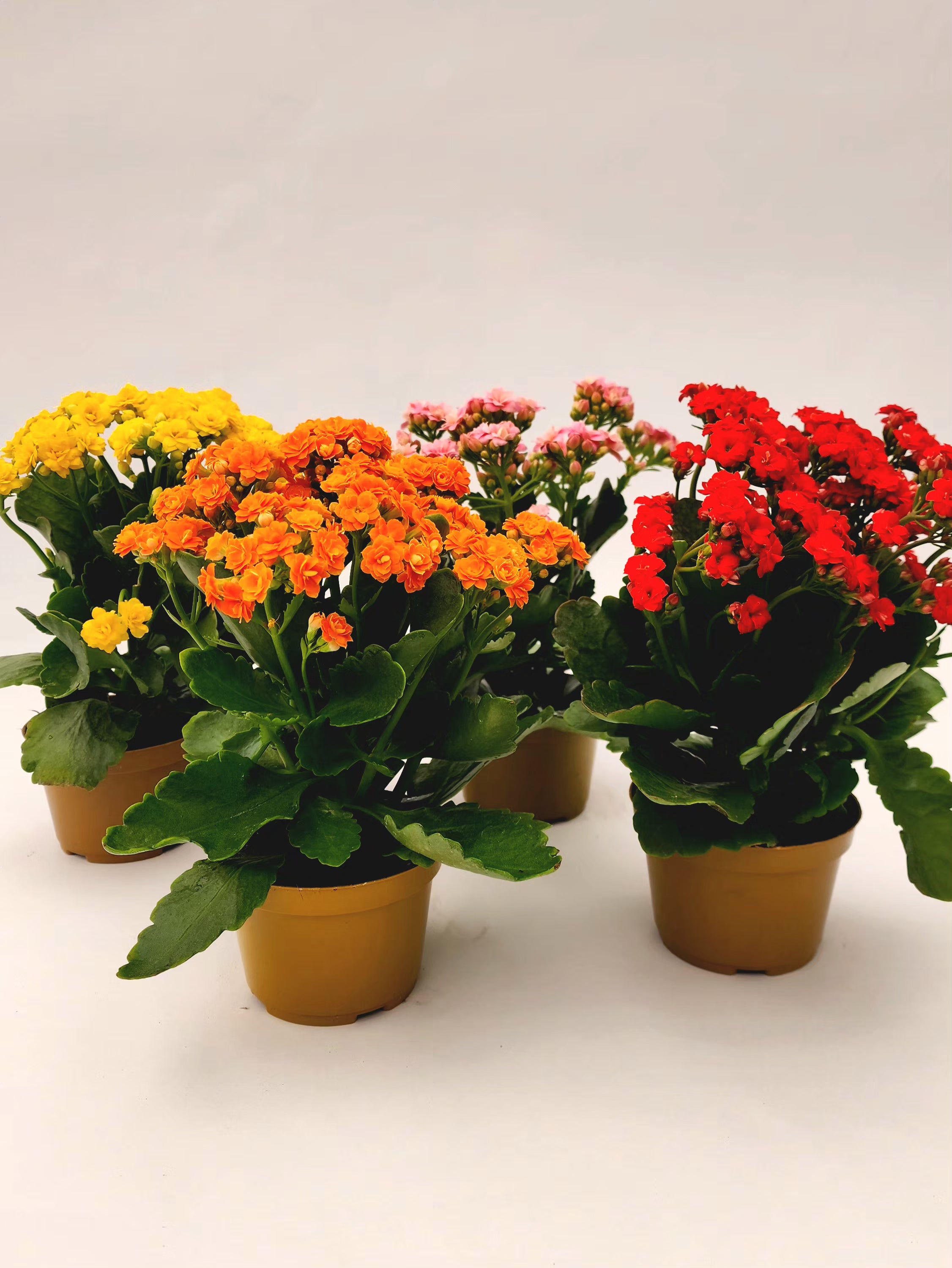 KALANCHOE P11