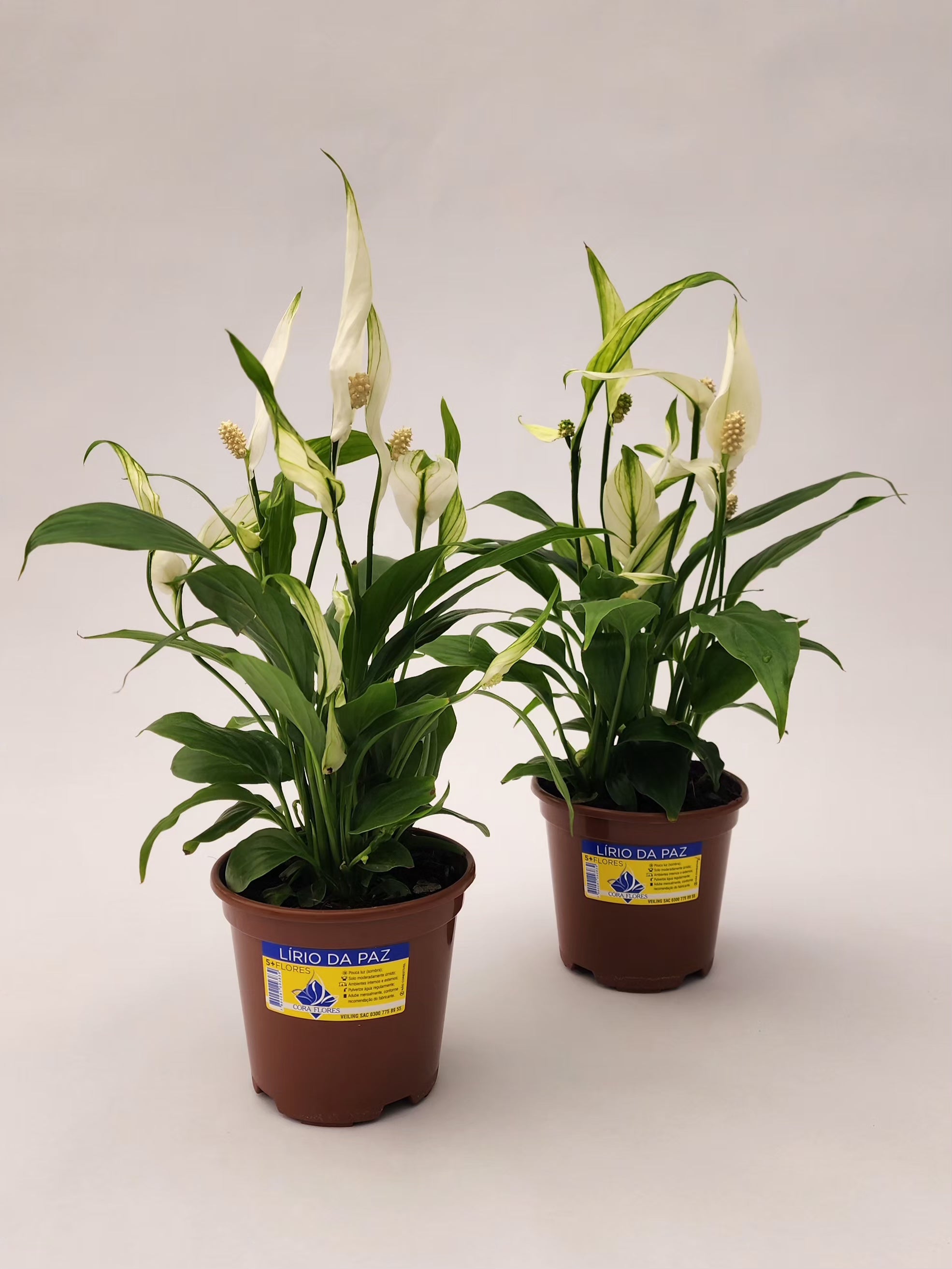 LÍRIO DA PAZ MINI P11