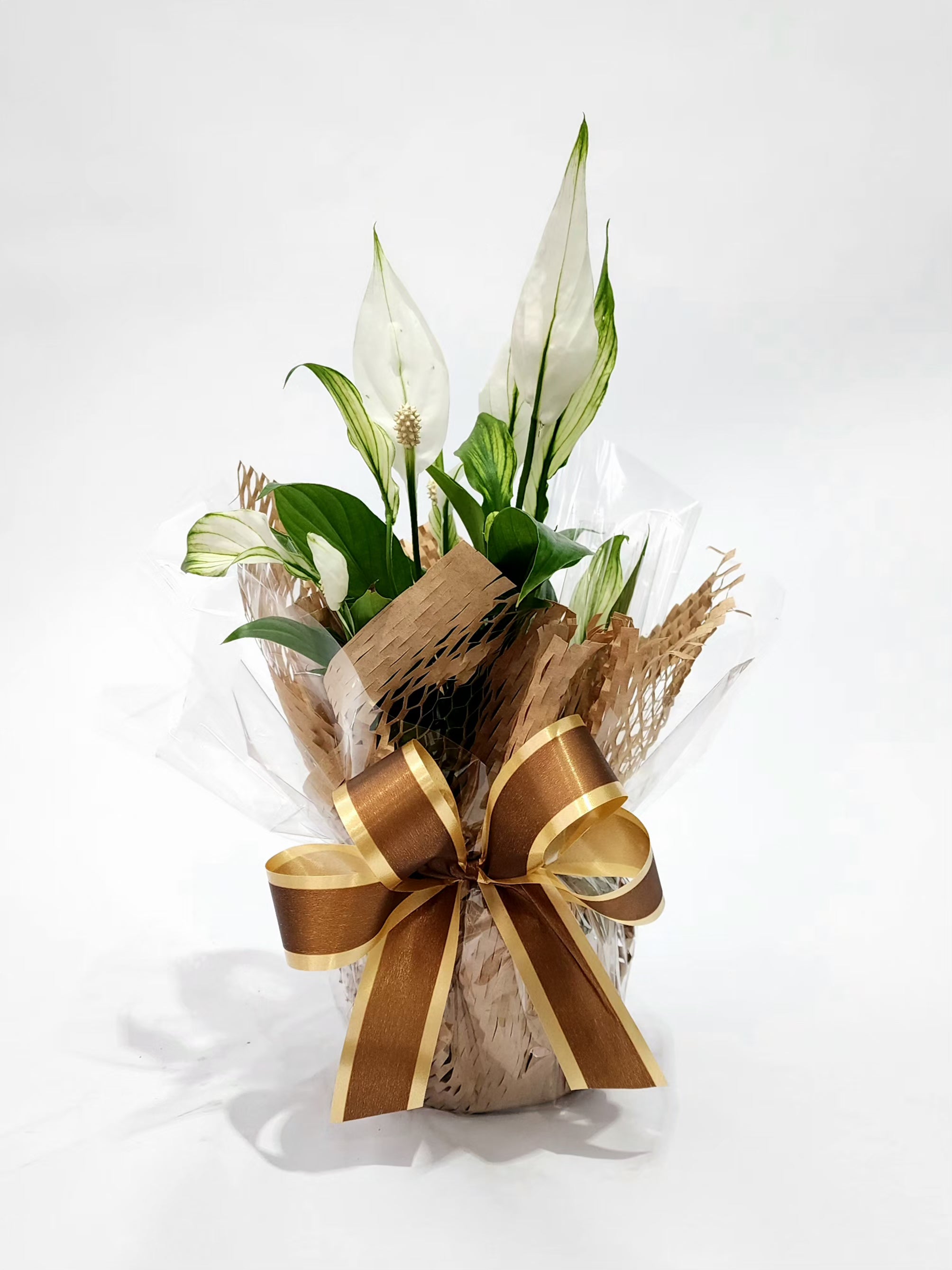 LÍRIO DA PAZ MINI P11