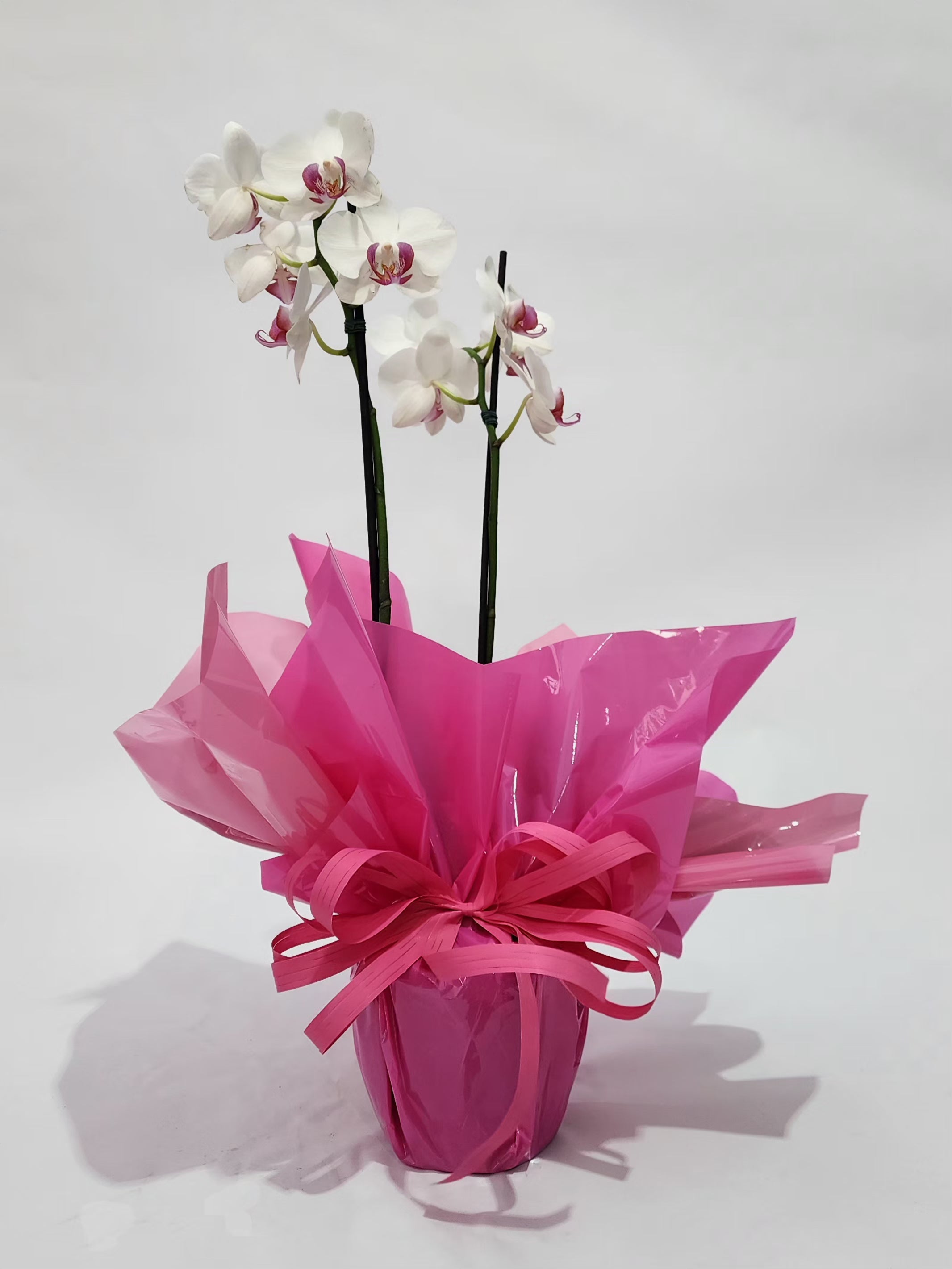 ORQUÍDEA PHALAENOPSIS